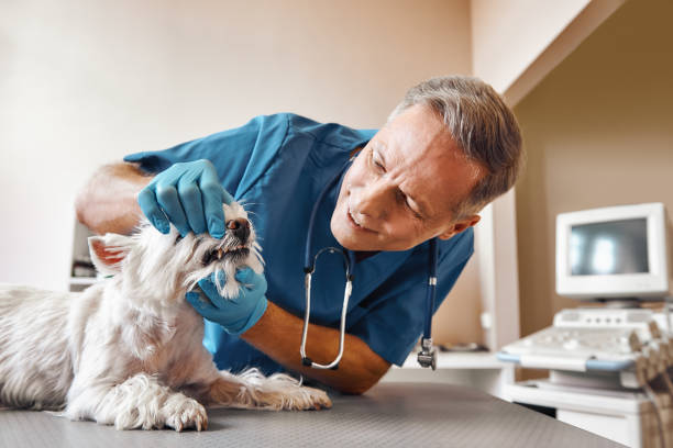 Best Pediatric Emergency Dentist in Brownsville, FL